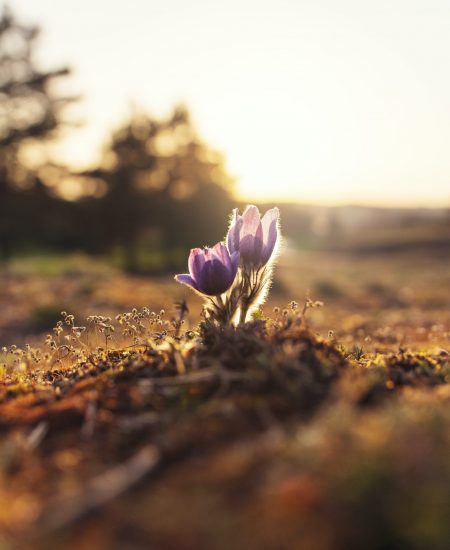 How To Embrace a Growth Mindset to Accomplish More in Life How To Embrace a Growth Mindset to Accomplish More in Life